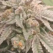 14-14 Blue Zushi L.E. "Grower Choice"