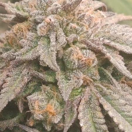 14-14 Blue Zushi L.E. "Grower Choice"