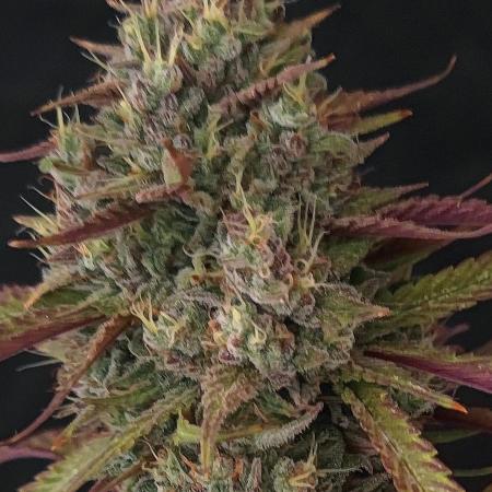 Papaya Zoap Auto "Sweet Seeds"