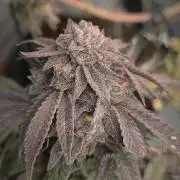 14-14 Blue Zushi L.E. "Grower Choice"