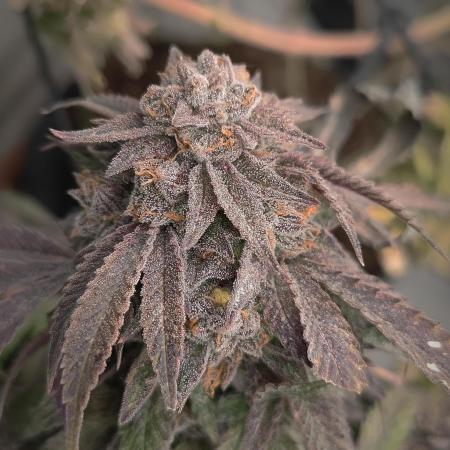 14-14 Blue Zushi L.E. "Grower Choice"