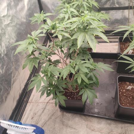 Tropimango "Philosopher Seeds" FEM