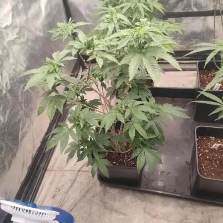 Tropimango "Philosopher Seeds" FEM