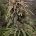 Hyperion F1 Auto "RQS"