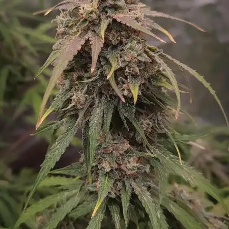 Hyperion F1 Auto "RQS"