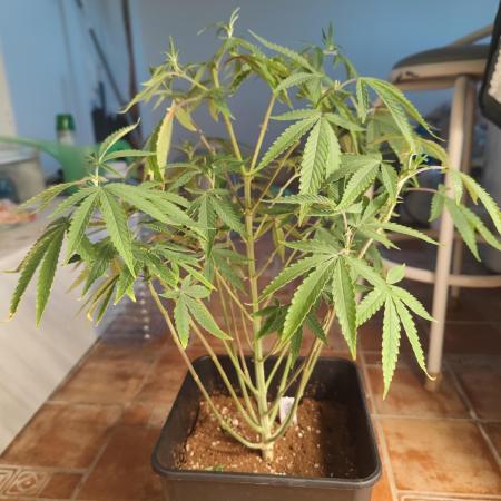Blue Zushi L.E. "Grower Choice" FEM