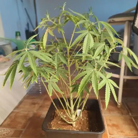 Blue Zushi L.E. "Grower Choice" FEM