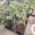 Amnesia Fast CBD "GB Strains" FEM