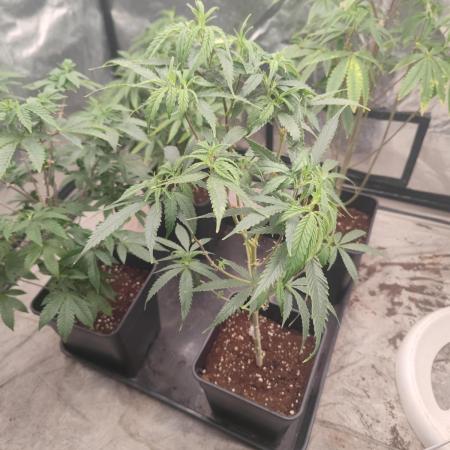 Amnesia Fast CBD "GB Strains" FEM