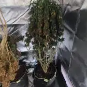 14/14 CRITICAL FEM "GB STRAINS"