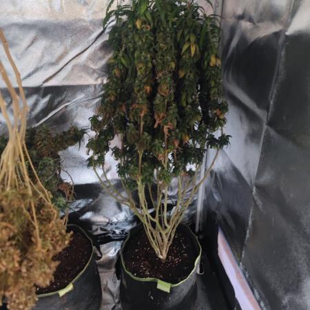 14/14 CRITICAL FEM "GB STRAINS"