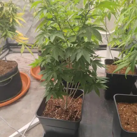 Tropimango "Philosopher Seeds" FEM