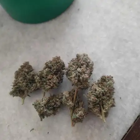 Auto Mimosa Cocktail XXL "GB Strains"