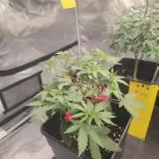 Blue Zushi L.E. "Grower Choice"