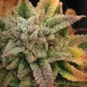 14-14 Platinum OG "GB Strains" FEM