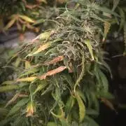 14/14 Kritical GB FEM "GB STRAINS"