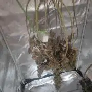 14/14 Kritical GB FEM "GB STRAINS"