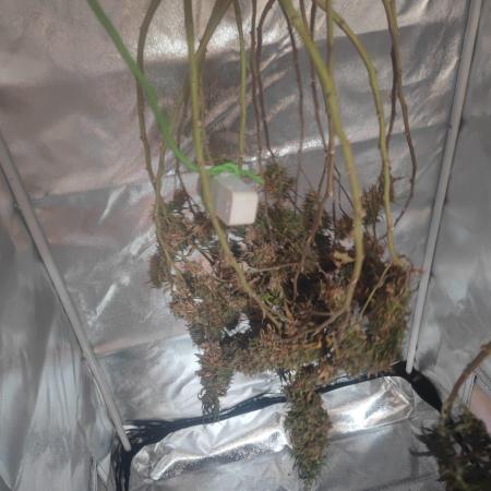 14/14 Kritical GB FEM "GB STRAINS"