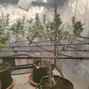 14-14 Tropimango "Philosopher Seeds" FEM