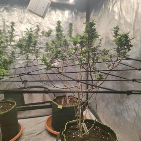 14-14 Tropimango "Philosopher Seeds" FEM