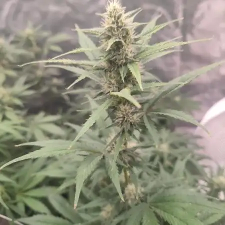 Auto Mimosa Cocktail XXL "GB Strains"