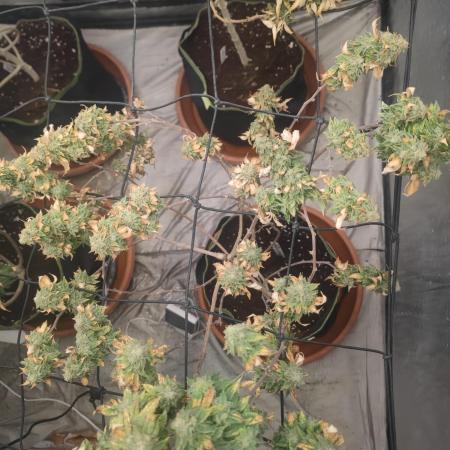 14-14 Tropimango "Philosopher Seeds" FEM