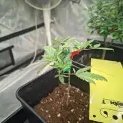 Blue Zushi L.E. "Grower Choice"