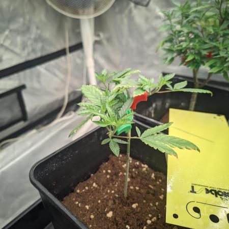 Blue Zushi L.E. "Grower Choice"