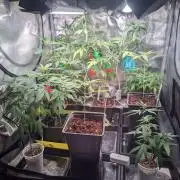 💚Carpa de esquejes y sus cuidados 💚