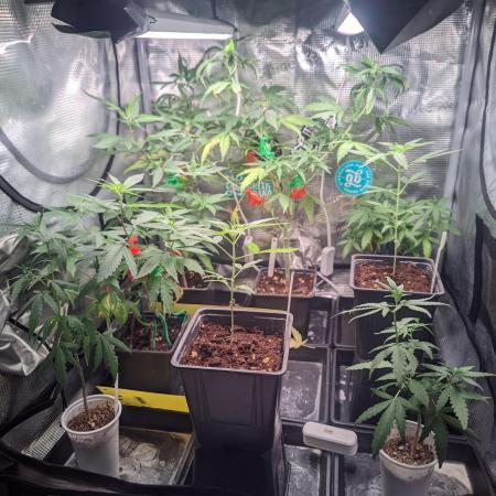 💚Carpa de esquejes y sus cuidados 💚