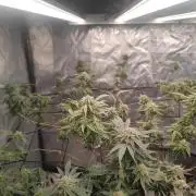 14-14 Platinum OG "GB Strains" FEM