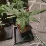 Amnesia Fast CBD "GB Strains" FEM