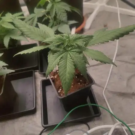 Amnesia Fast CBD "GB Strains" FEM