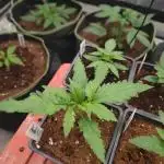 Amnesia Fast CBD "GB Strains" FEM