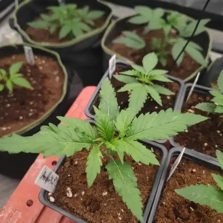 Amnesia Fast CBD "GB Strains" FEM