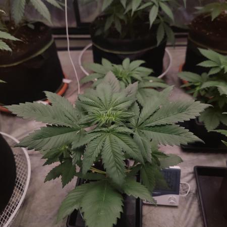 Platinum OG "GB Strains" FEM