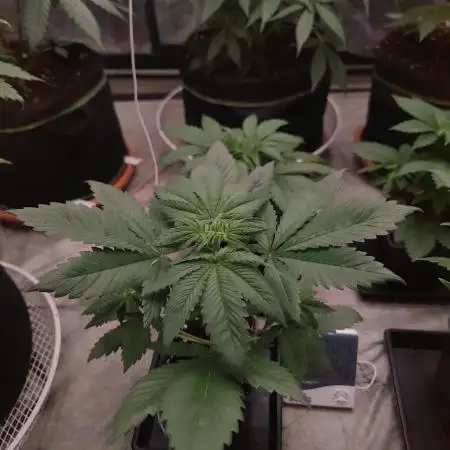 Platinum OG "GB Strains" FEM