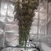 14/14 CRITICAL FEM "GB STRAINS"