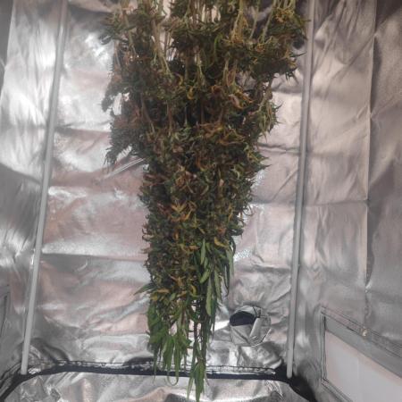 14/14 CRITICAL FEM "GB STRAINS"