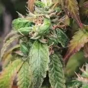 14/14 CRITICAL FEM "GB STRAINS"