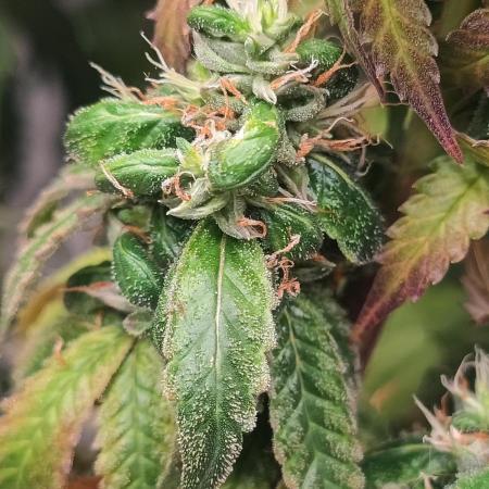 14/14 CRITICAL FEM "GB STRAINS"