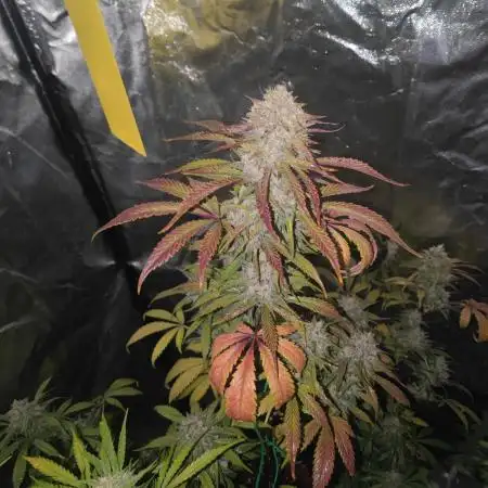 Papaya Zoap Auto "Sweet Seeds"