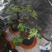 Tropimango "Philosopher Seeds" FEM