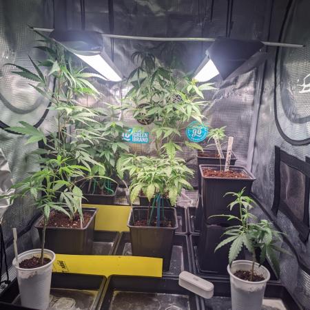 💚Carpa de esquejes y sus cuidados 💚