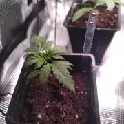 Hash Plant REG Sensi Seeds