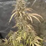 Auto Purple Sunset XXL "GB strain" again