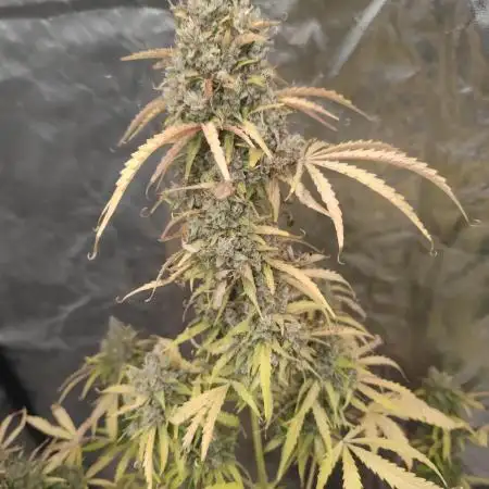 Auto Purple Sunset XXL "GB strain" again