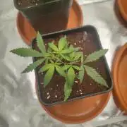Kritical GB FEM "GB SEEDS"