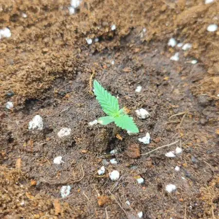 Auto Mimosa Cocktail XXL "GB Strains"