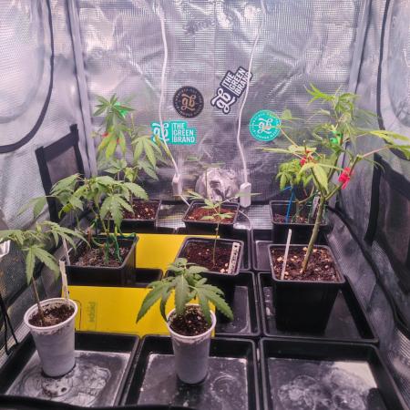 💚Carpa de esquejes y sus cuidados 💚